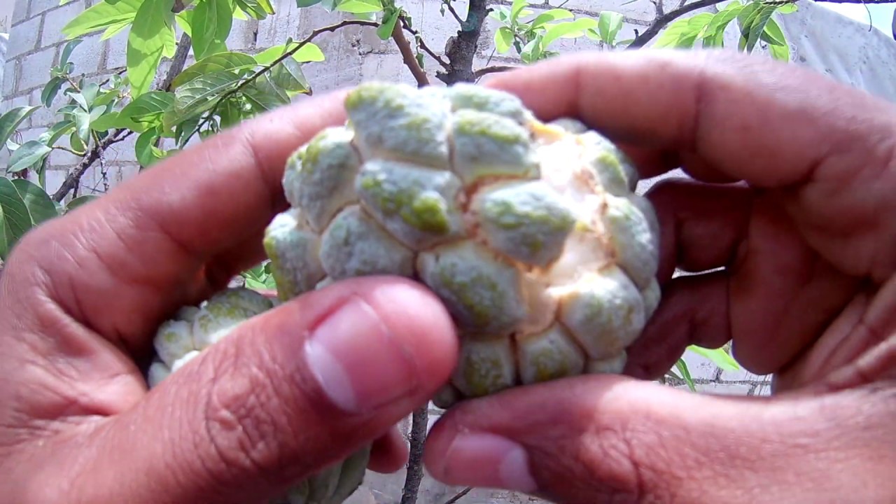 ANONA. CÓMO GERMINAR, POLINIZAR, COSECHAR Y TENER  EN MACETA