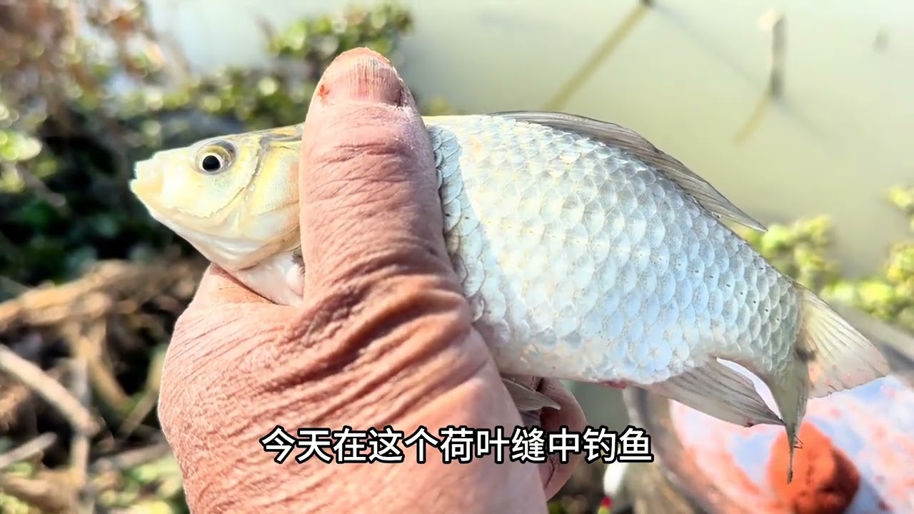 在满沟都是荷叶梗的地方钓鱼，大鲫大鳊拉连杆··· #鱼栖林极轻小综合 #小综合钓起大鱼获 #钓鱼王地狱猫 #聚鱼多 #方块饵