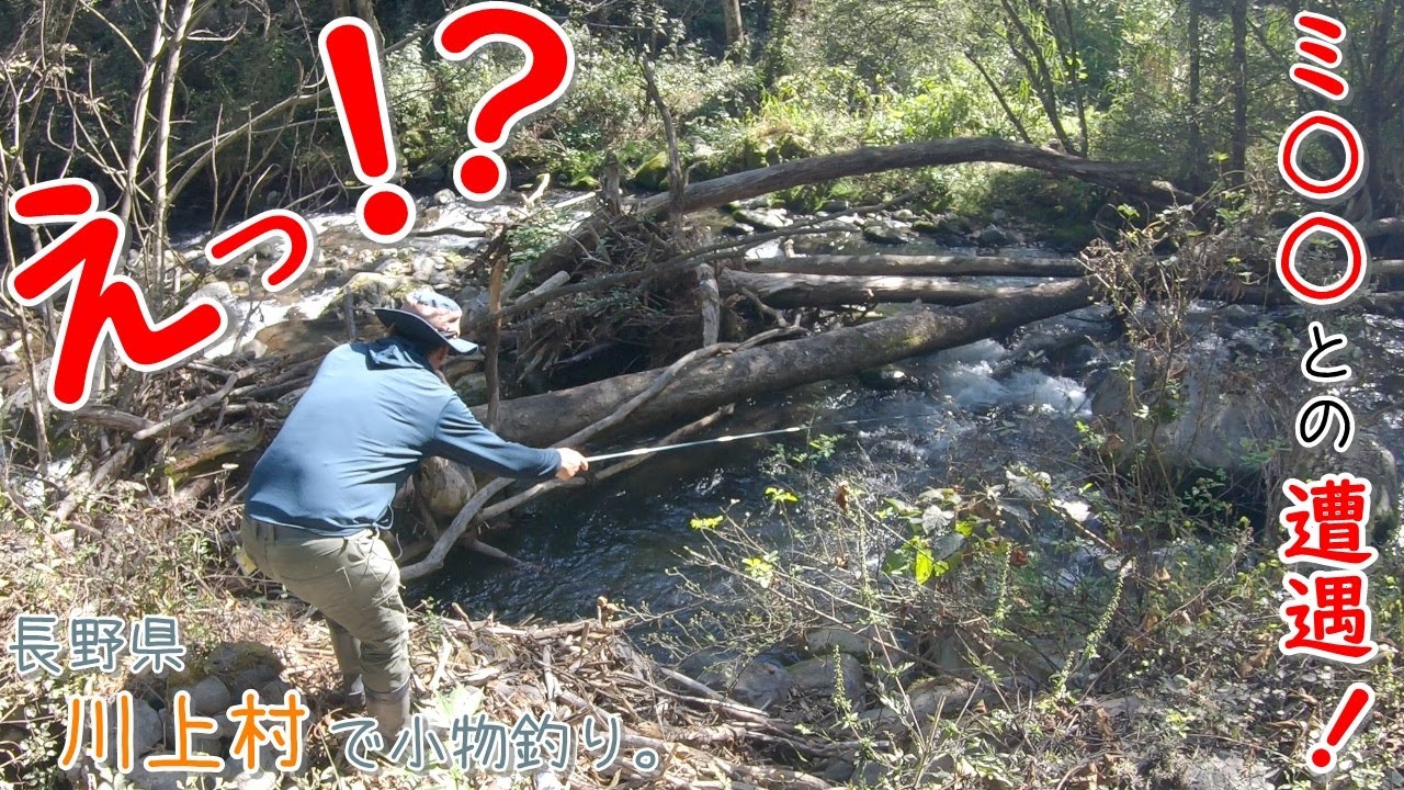 えっ！？  今のは何？？ ミ〇〇と遭遇！！  巨大ス〇〇バ〇の巣も！   初魚種も釣れたー！   長野県 川上村で小物釣り。