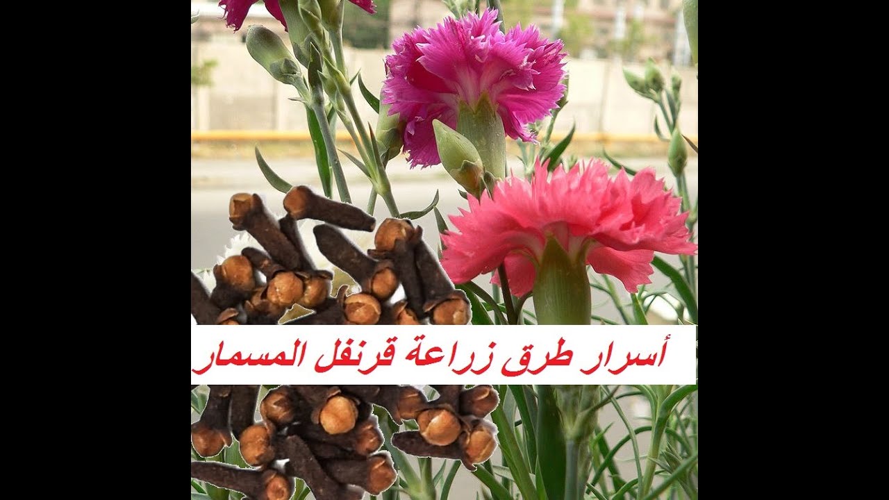 كشف خفايا زراعة القرنفل المسمار (العويدي) حلقة 345