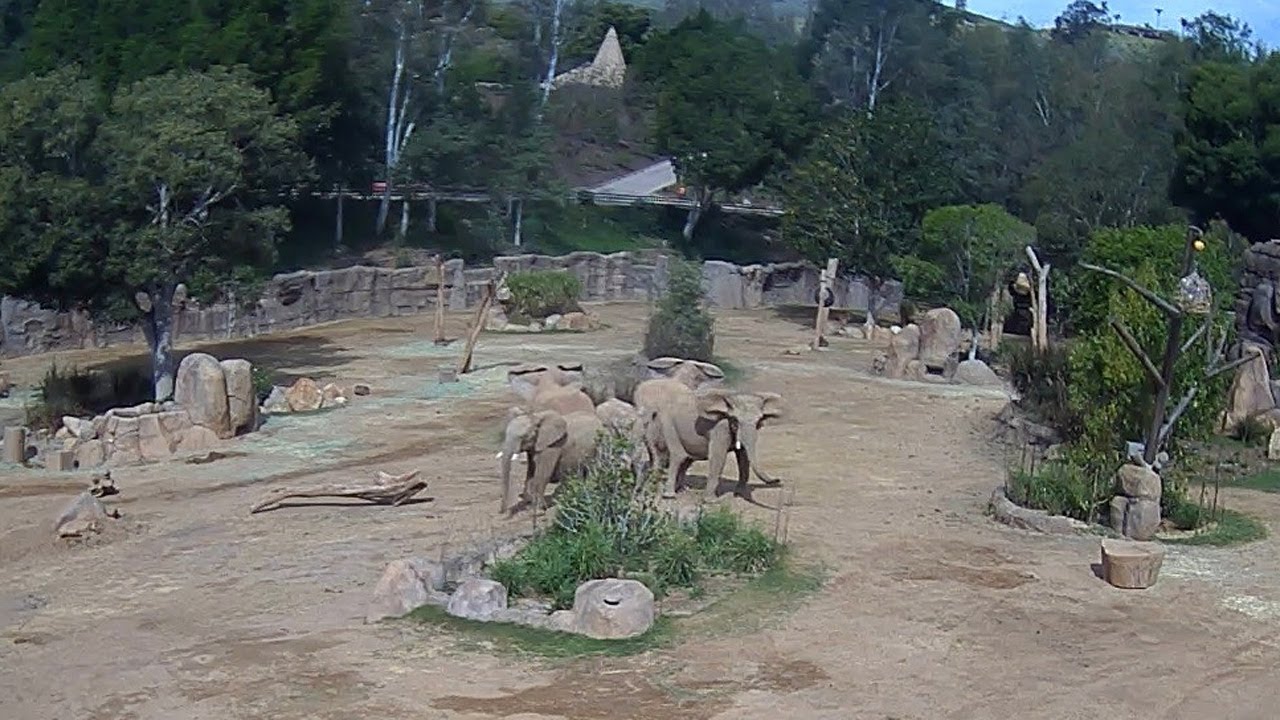San Diego elephants form ‘alert circle’ during earthquake