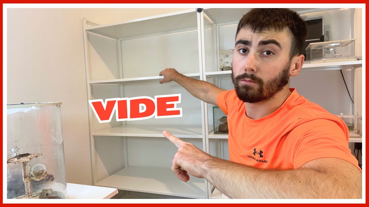 J'ai mis mes fourmis au frigo ! [CONSEILS DIAPAUSE](vlog GF 9)