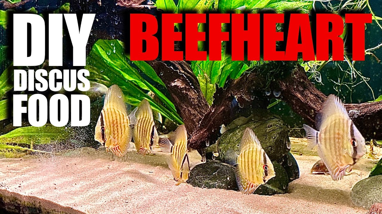 DIY BEEFHEART DISCUS FOOD