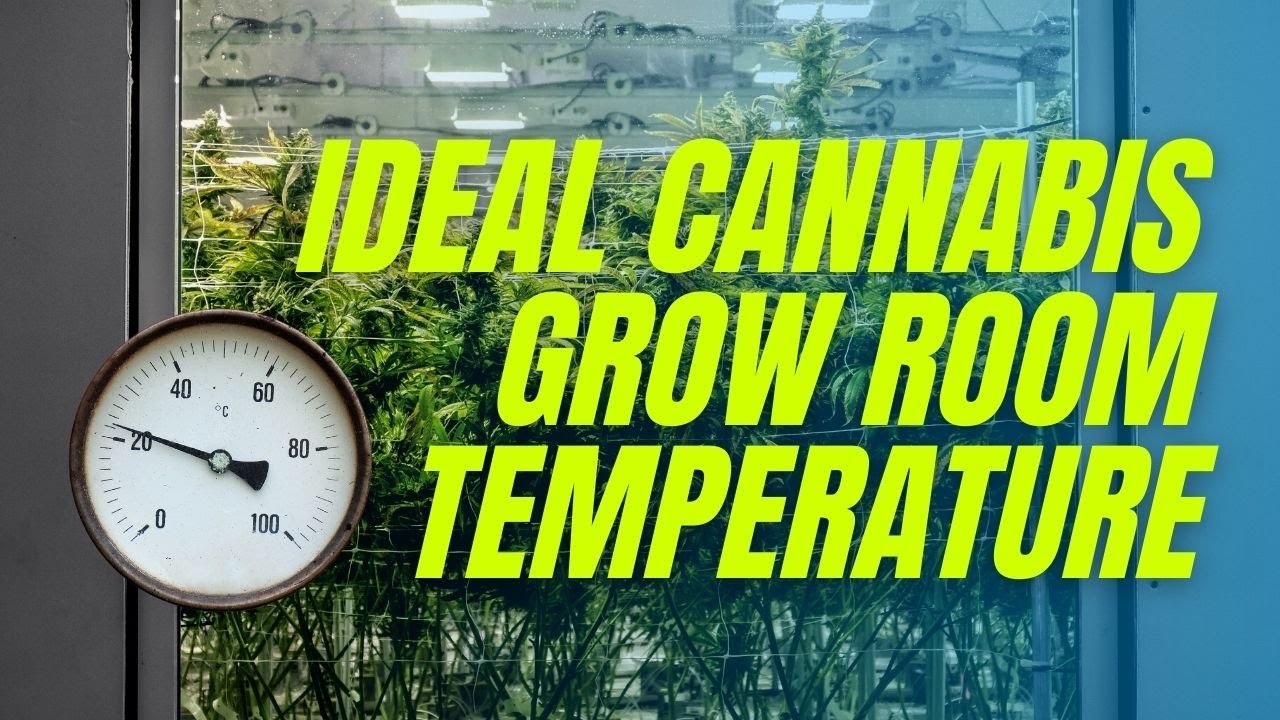 How warm should a grow room be? (Science Explained)