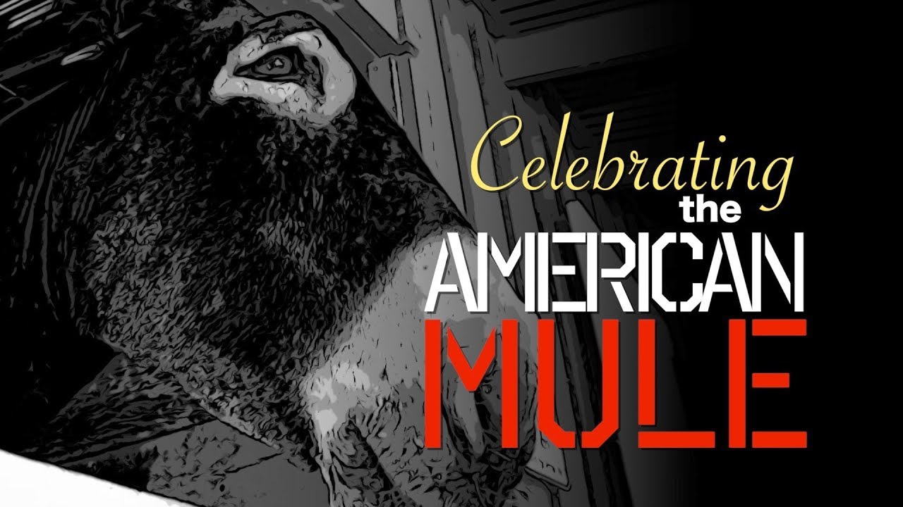 Celebrating the American Mule