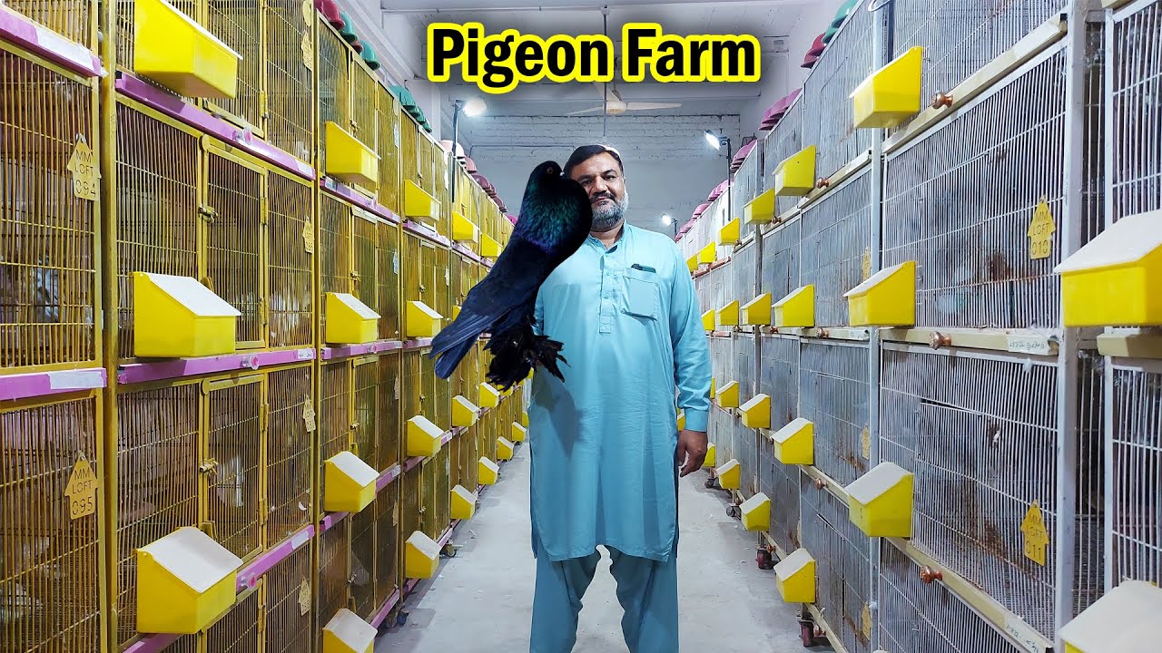 World Biggest Fancy Pigeon Setup | Fancy Kabootar Breeding Setup | Top Quality Pigeon