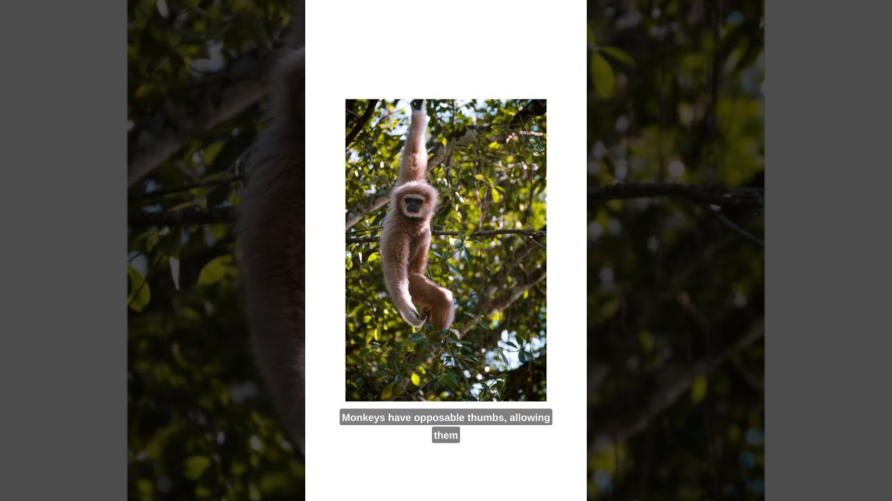 Exploring the World of Agile Minds: Unveiling the Fascinating Traits of Monkeys
