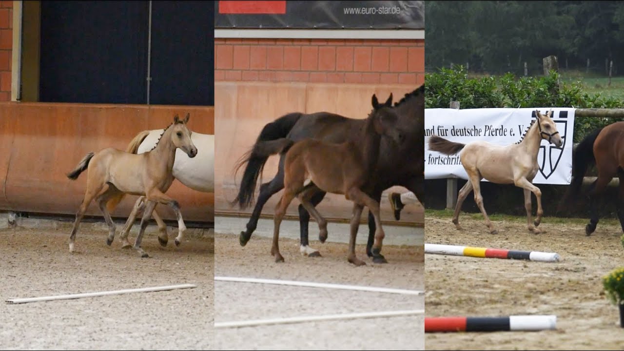 Stutfohlen Reitponyzucht SD 2019
