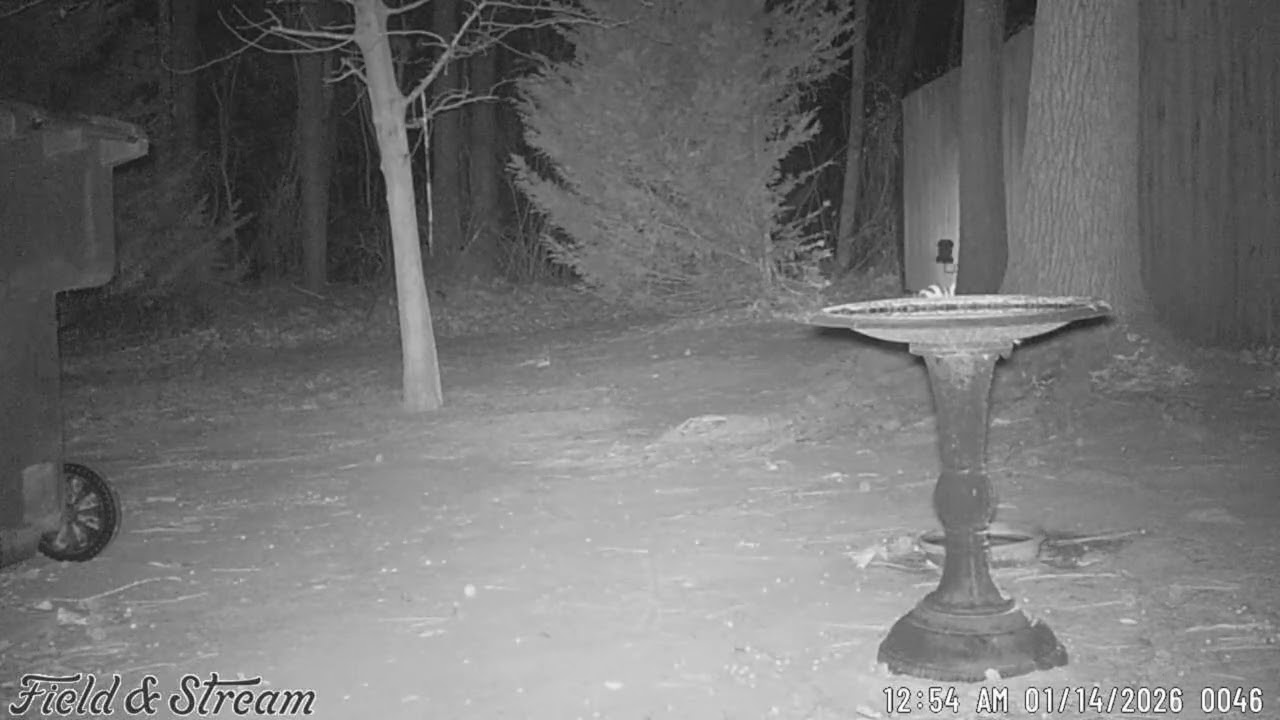 yard animals January 14 26