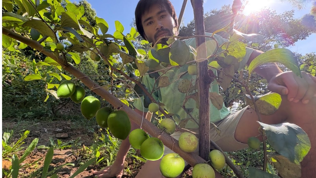 🍏Unbelievable!  See my Buroi plants 😋😋