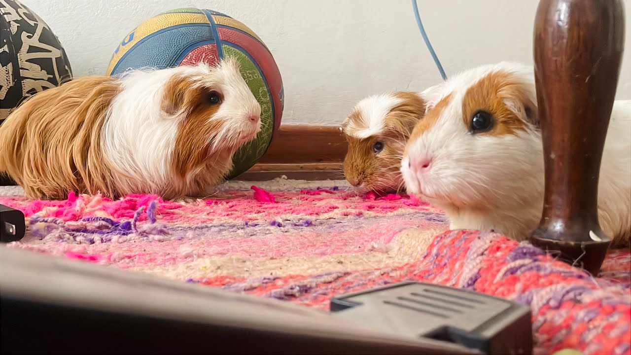 Guinea pig eating ASMR