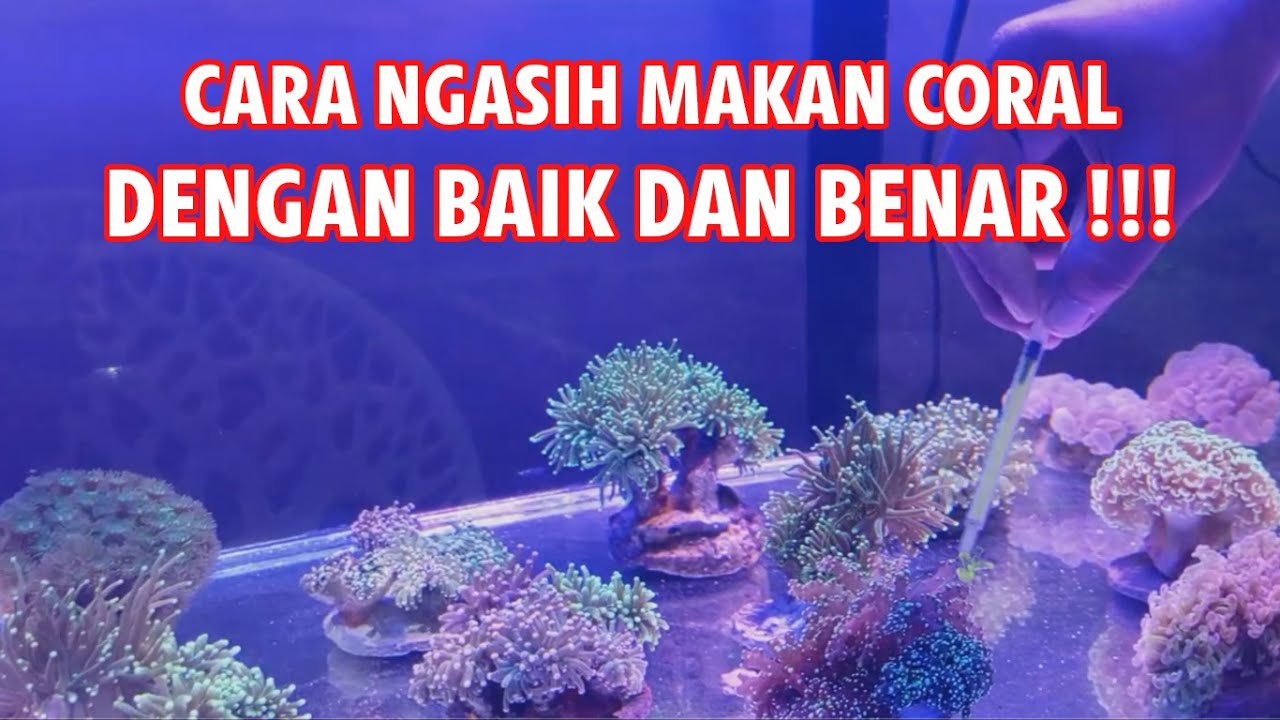 CARA NGASIH MAKAN CORAL