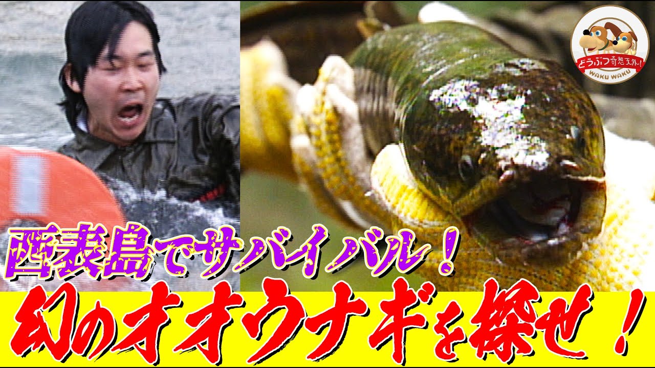 【巨大生物】西表島には異常な大きさの&rdquo;怪物オオウナギ&rdquo;がいる！目撃情報を受けてどうぶつ奇想天外の探検隊が決死の捜索に乗り出すと&hellip;【どうぶつ奇想天外／WAKUWAKU】