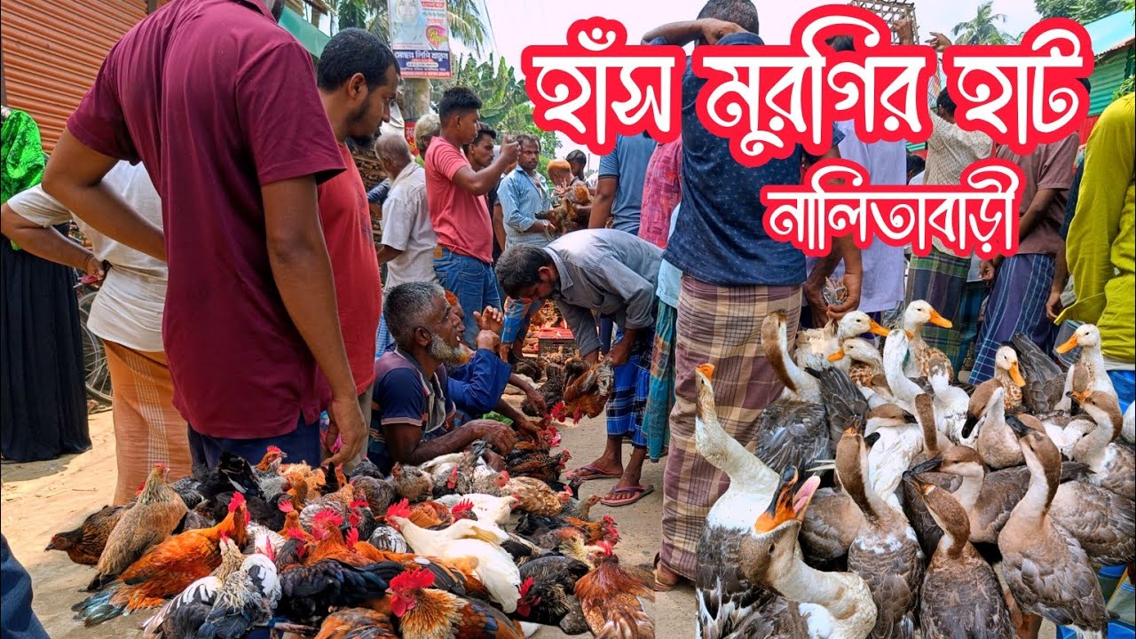 ৪০০ টাকা কেজি মুরগি ও দেশীয় হাঁস। নালিতাবাড়ী বাজার, শেরপুর। 