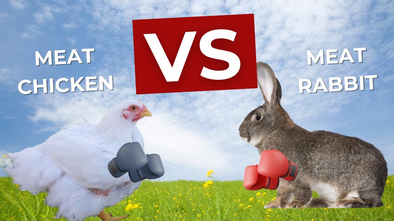 Meat Chickens vs Meat Rabbits: Which one is right for You