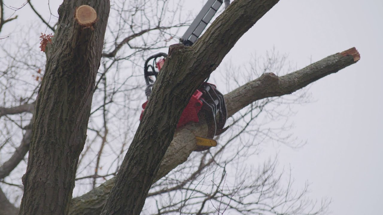 ONE ARBORIST. ONE HIAB + JIB. ONE GRAPPLE SAW. JOB DONE.