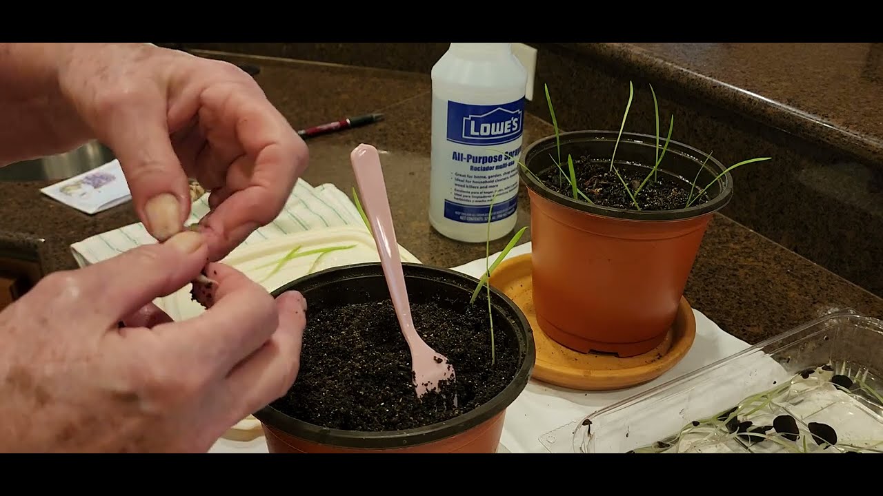 Growing Amaryllis- Seed to Bulb to Bloom!