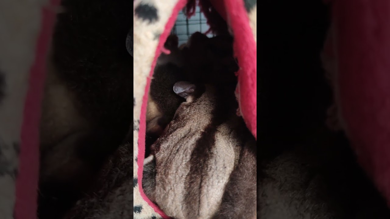 Sugar Glider Classic Grey