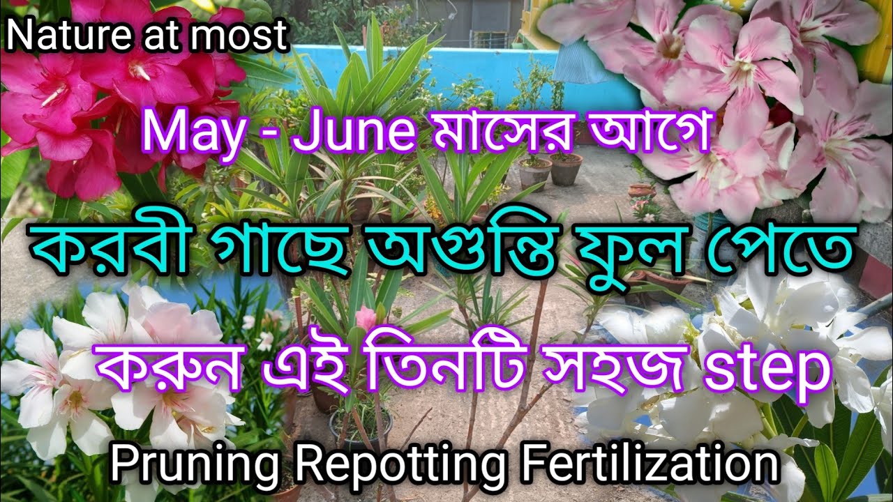 করবী গাছের May থেকে June মাসের পরিচর্চা জেনেনিন , সারা বছর অগুন্তি ফুল পেতে । Oleander  plant care