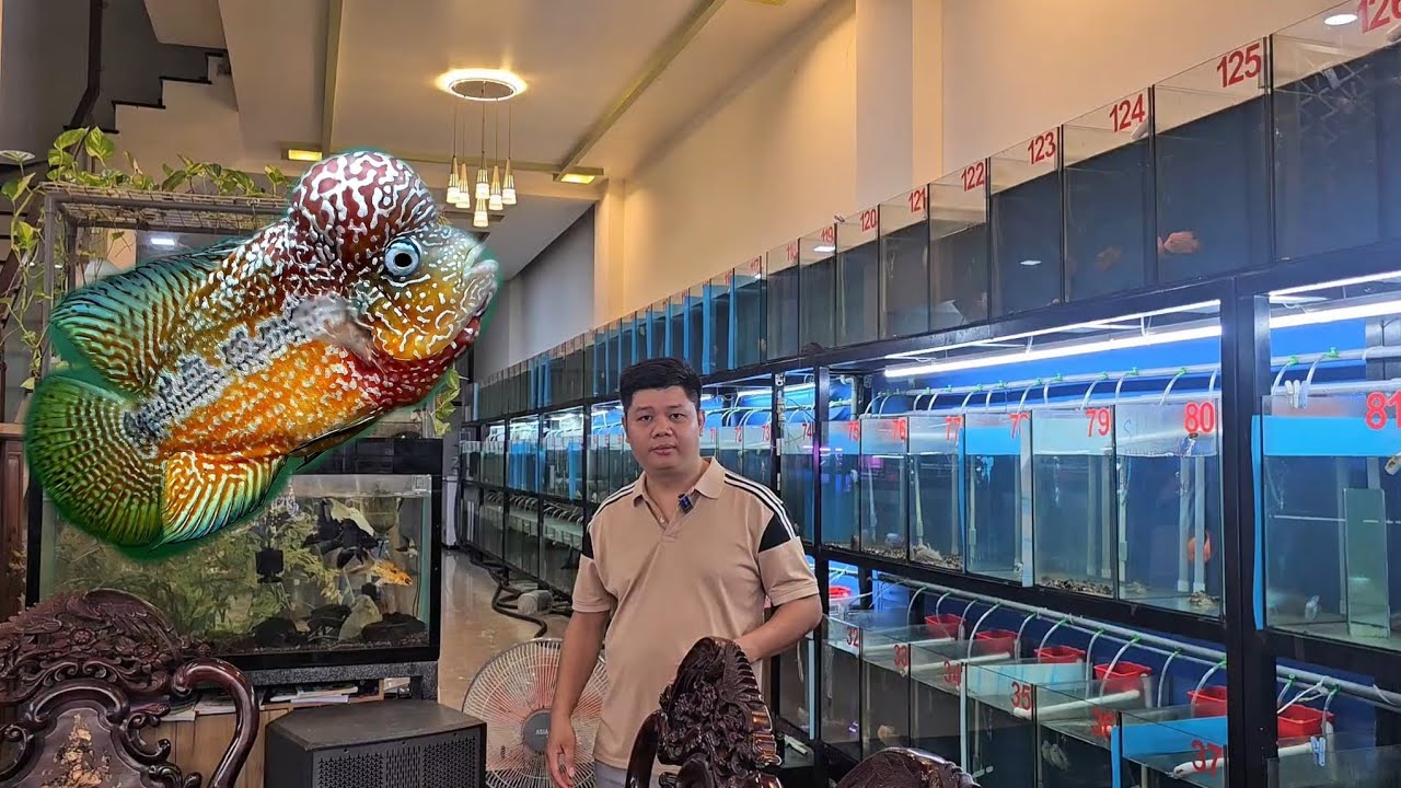 9-10 lên nhanh lô cá la hán  kamfa f2 đẹp giá cực mềm anh em đam mê cá la hán kamfa cùng trãi nghiệm