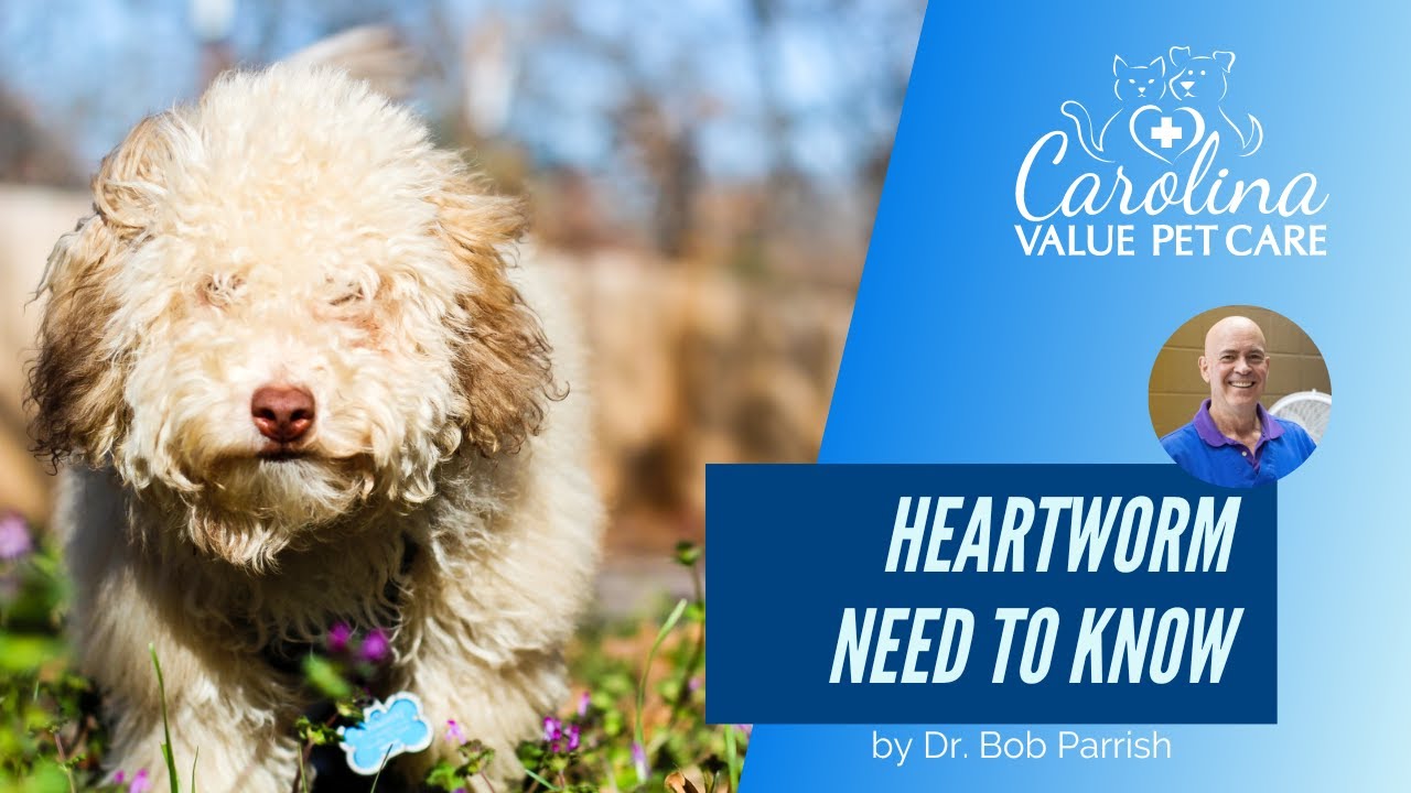 Everything you need to know about heartworms