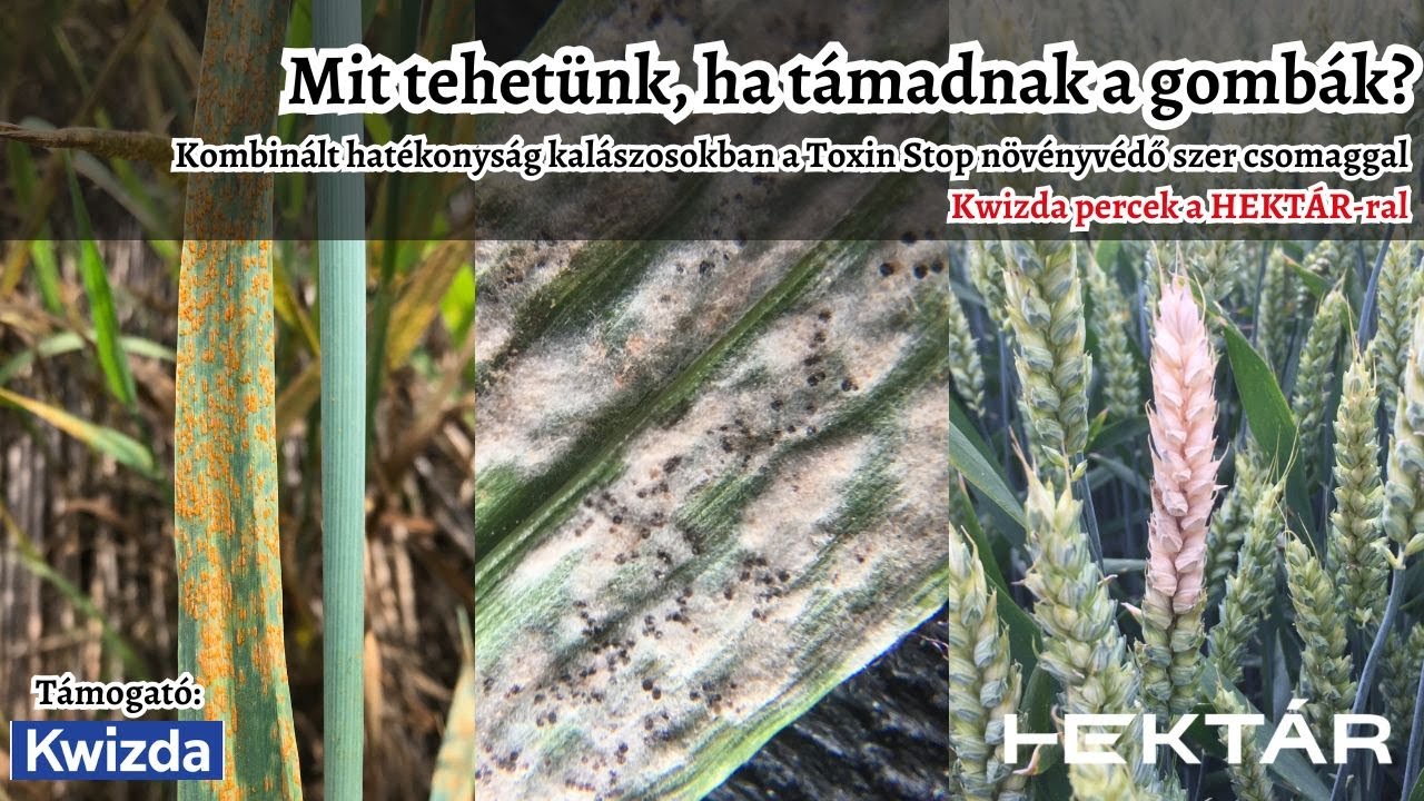 Mit tehetünk, ha a kalászost támadják a gombák? | Kombinált megoldás a Kwizda Toxin Stop csomagjával