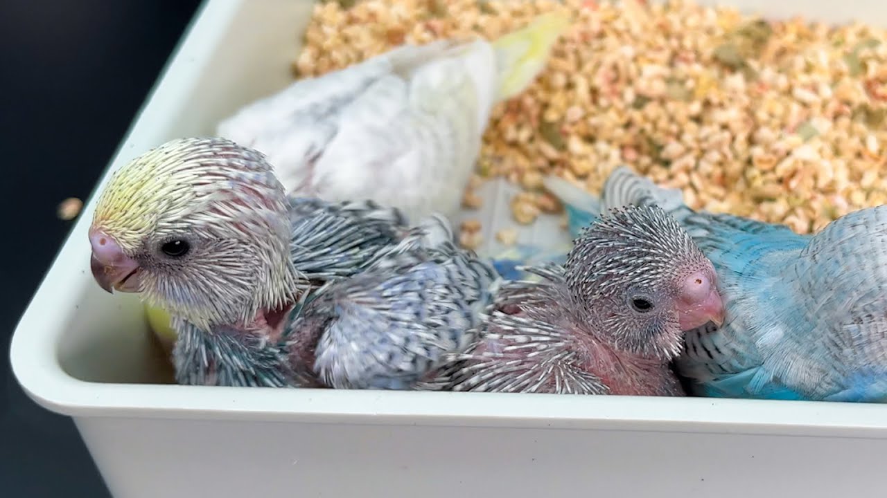 Yuvalık içine ne konulur? Muhabbet kuşu Yuvalık nasıl olmalı?