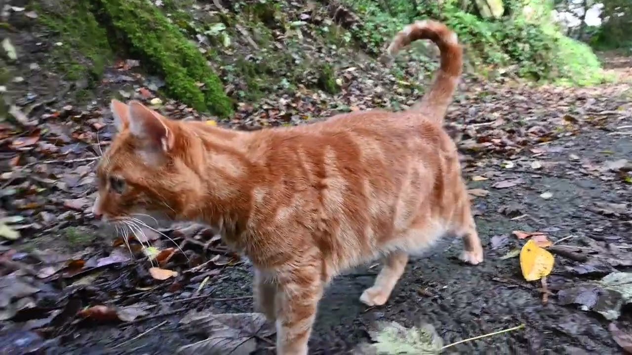 Danny has zoomies and climbs fences and trees #gingercat #cutecat