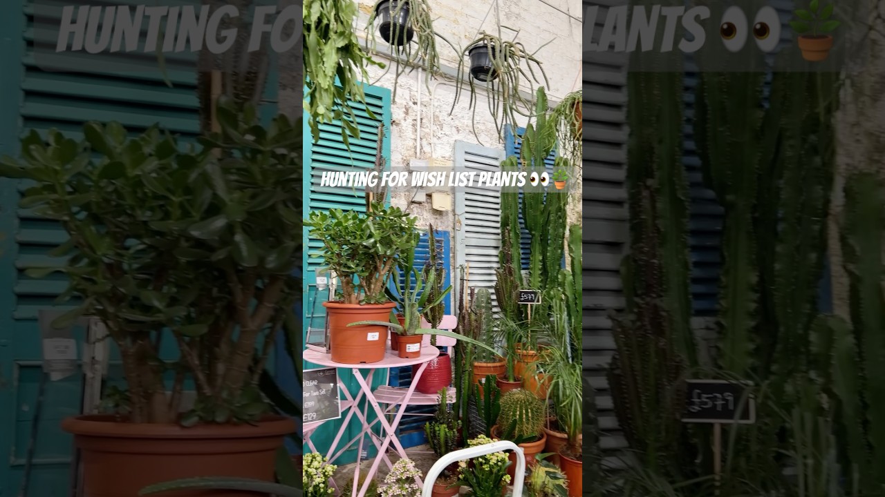 #houseplantshopping #cactus #cactusforsale #cactusandsucculents #plantshop  #houseplantchannel