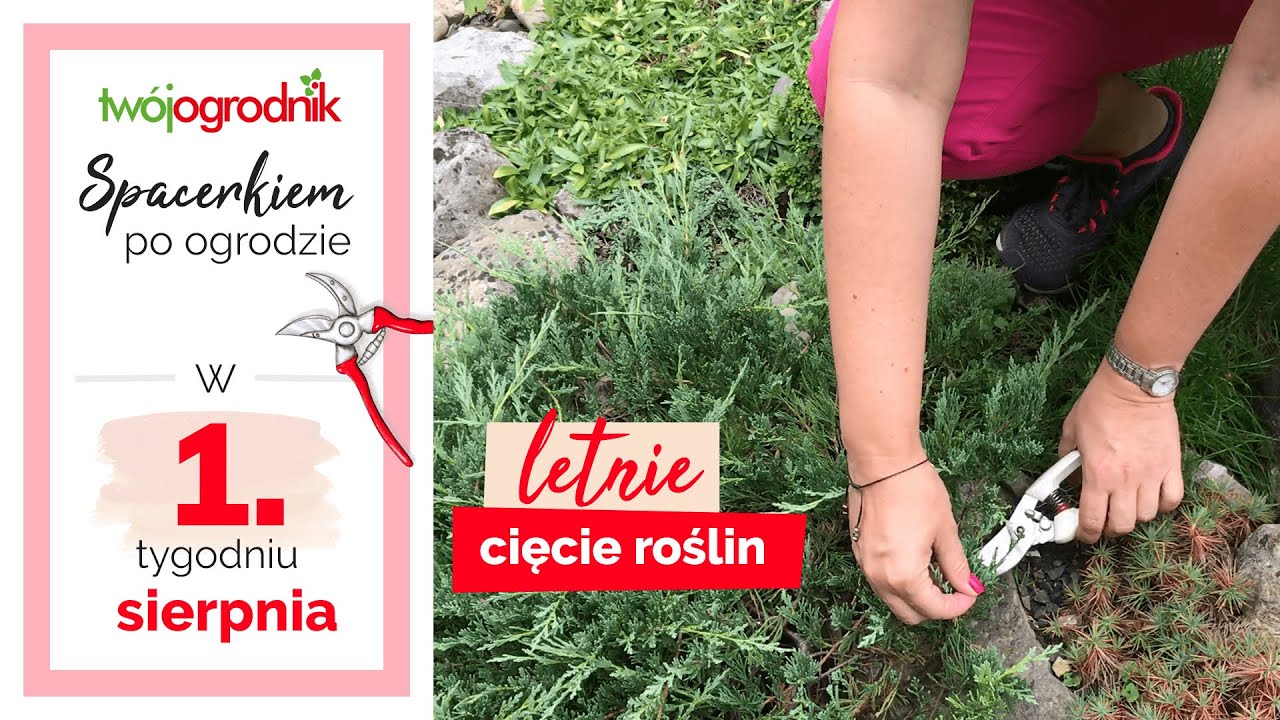 Letnie cięcie roślin