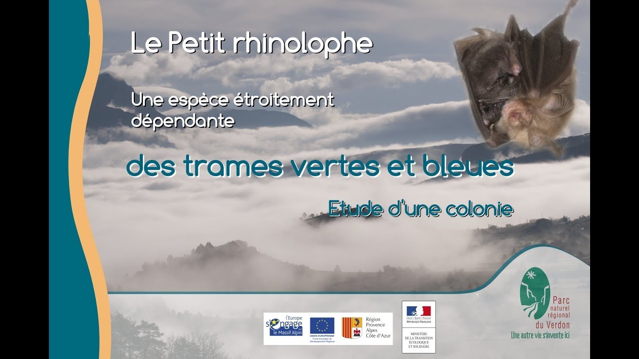 Trame verte et bleue du Verdon : le Petit rhinolophe
