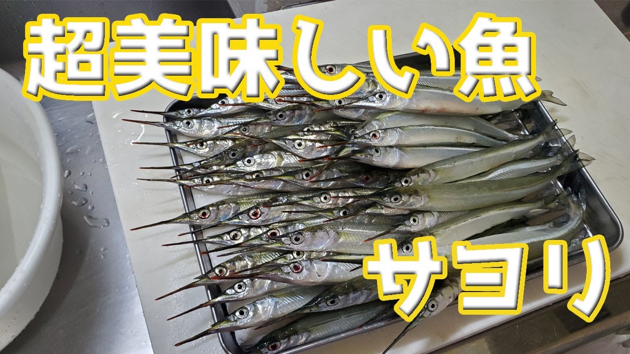 初心者や子供におすすめ！尼崎海釣り公園で食べて美味しいサヨリ釣り