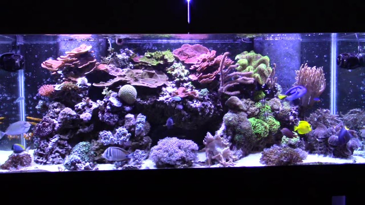 How I Keep 8 Tangs in My Reef Tank