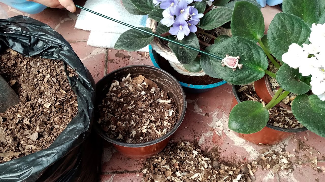 Sustrato MUY EFECTIVO para Violeta Africana