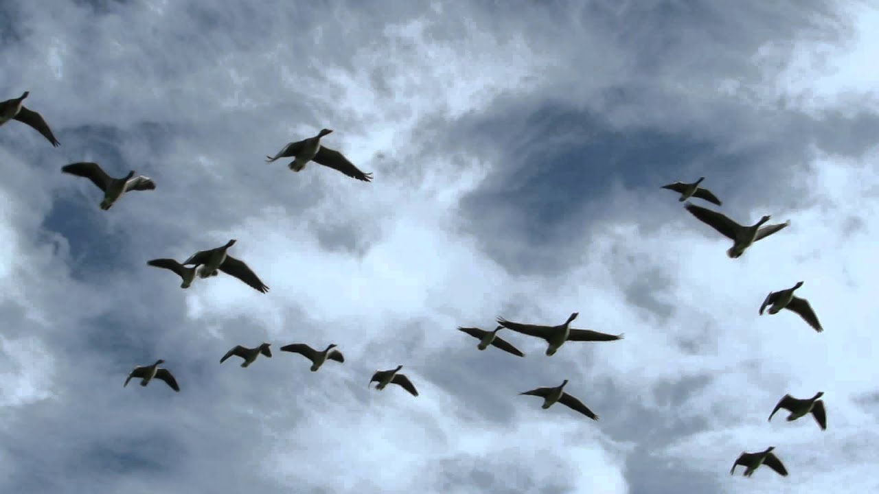 Graug&auml;nse im Flug