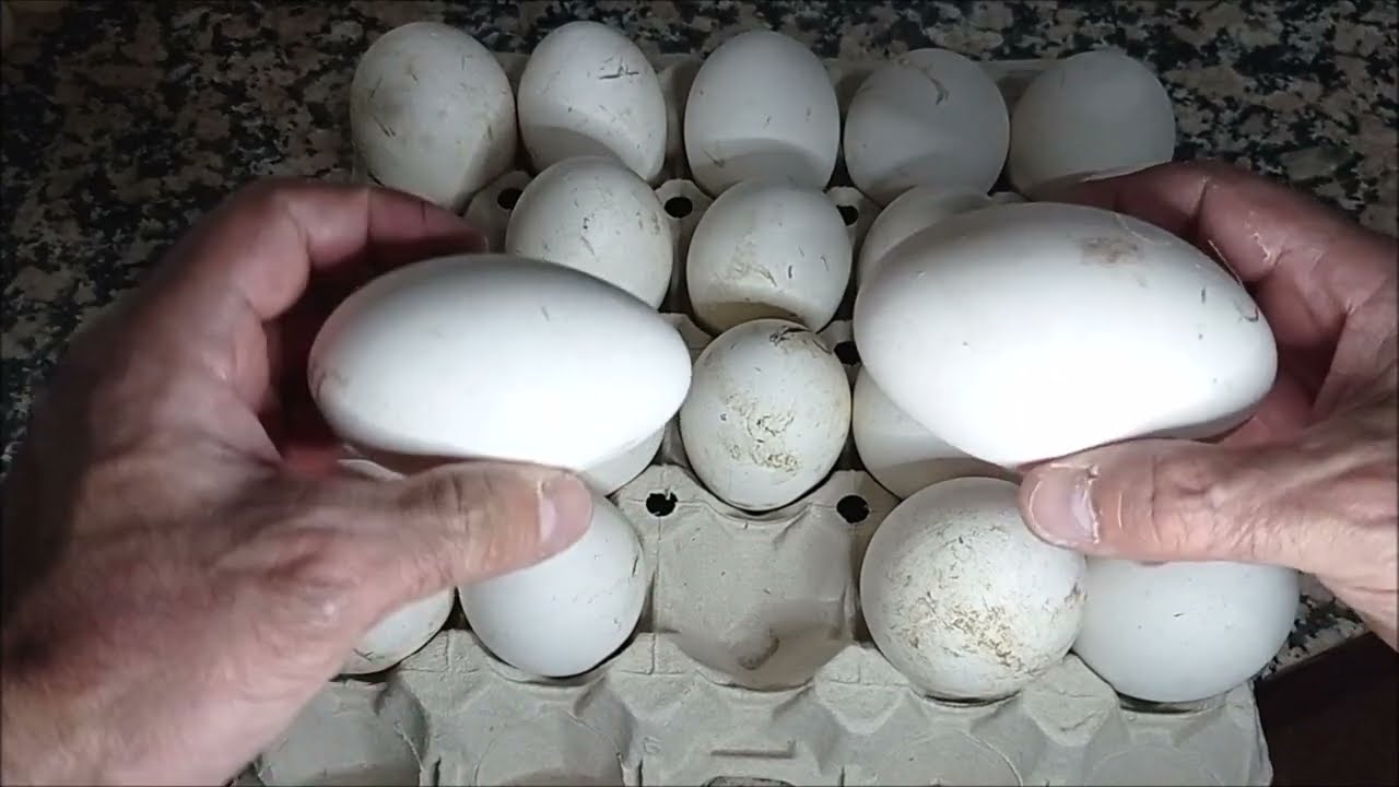 Incubación de huevos de gansos en incubadora casera
