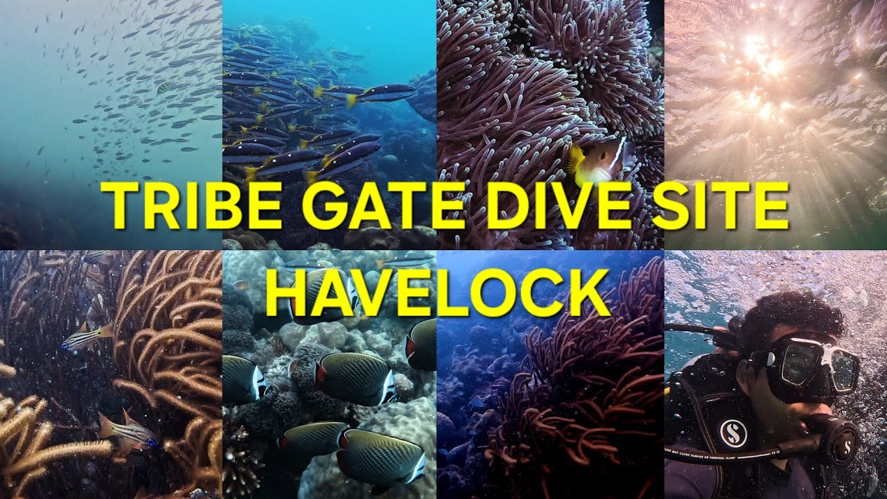 Tribe Gate Dive Site | Havelock | Boat Dive | Andaman