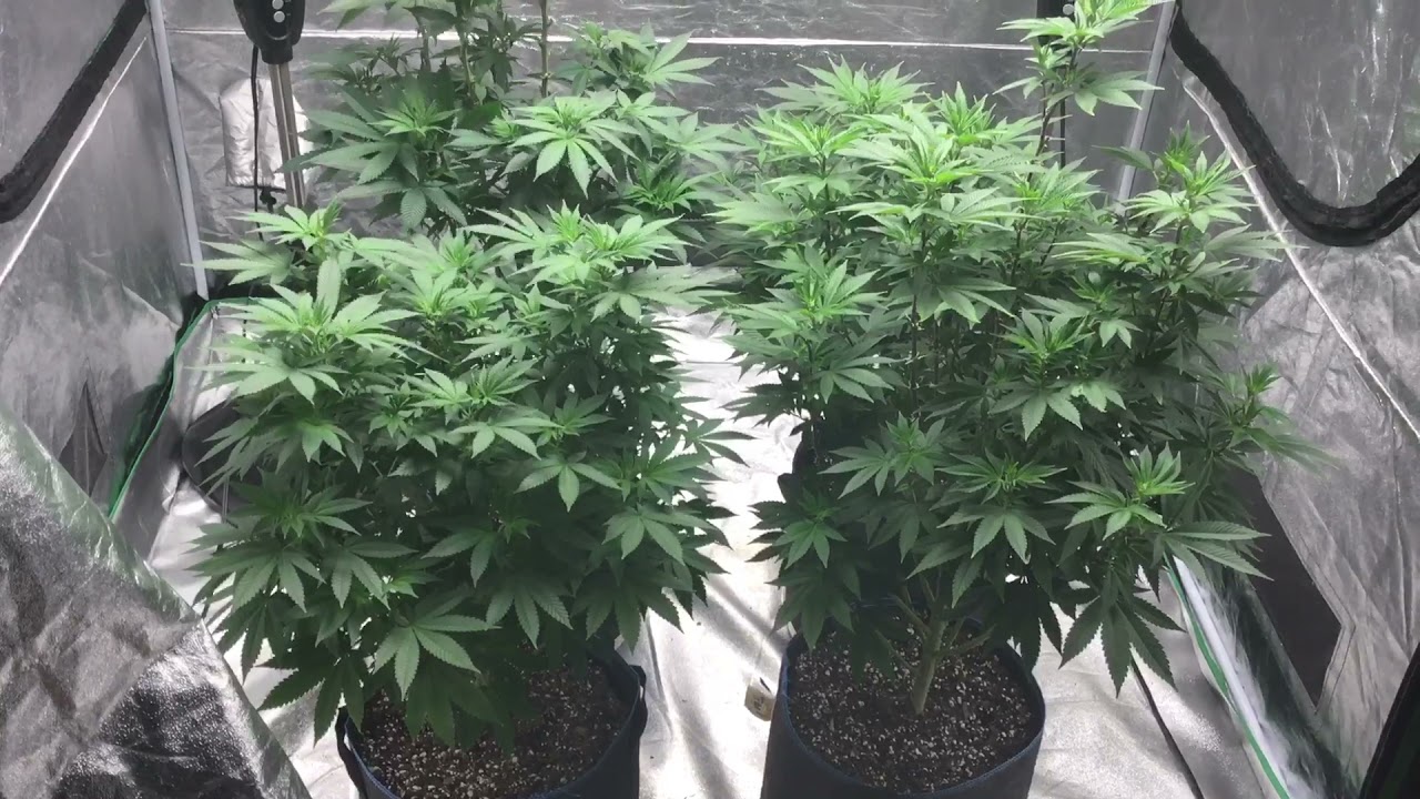 Dutch seed bank vs Pacific Seed Bank🏹