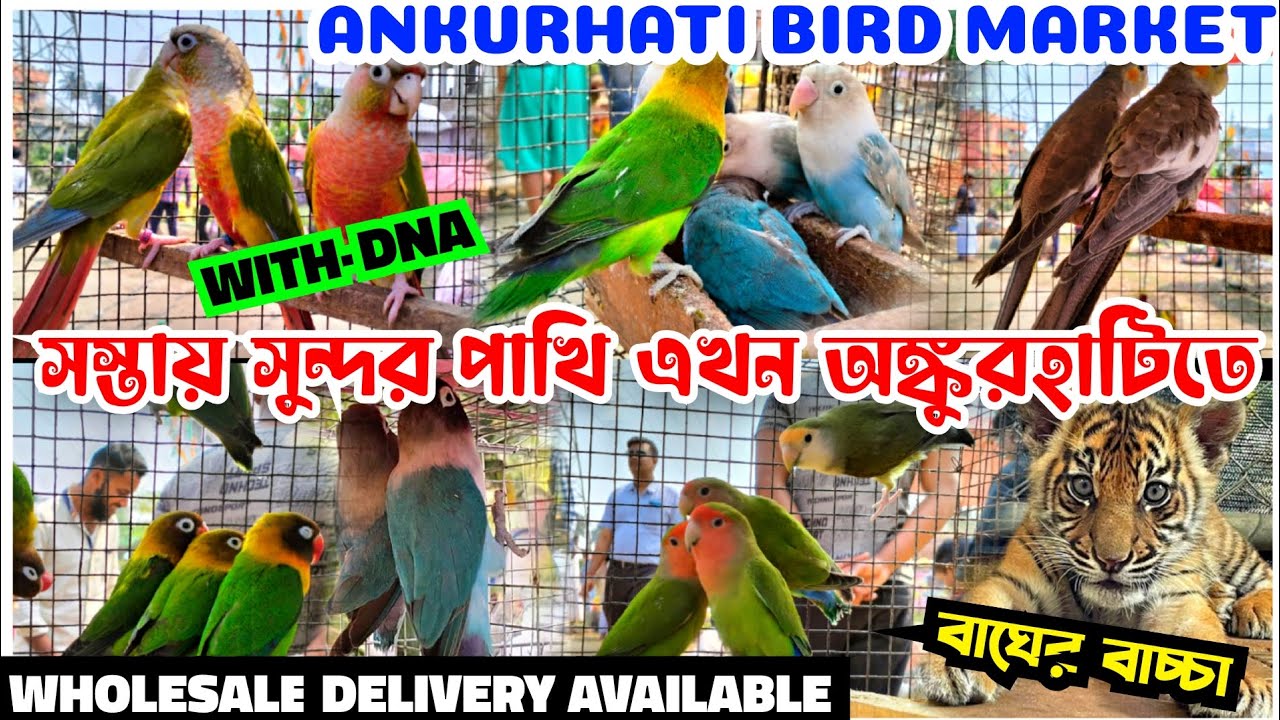 সস্তায় সুন্দর পাখি এখন অঙ্কুরহাটিতে || Ankurhati Bird Market Price Update 💥|| DELIVERY AVAILABLE