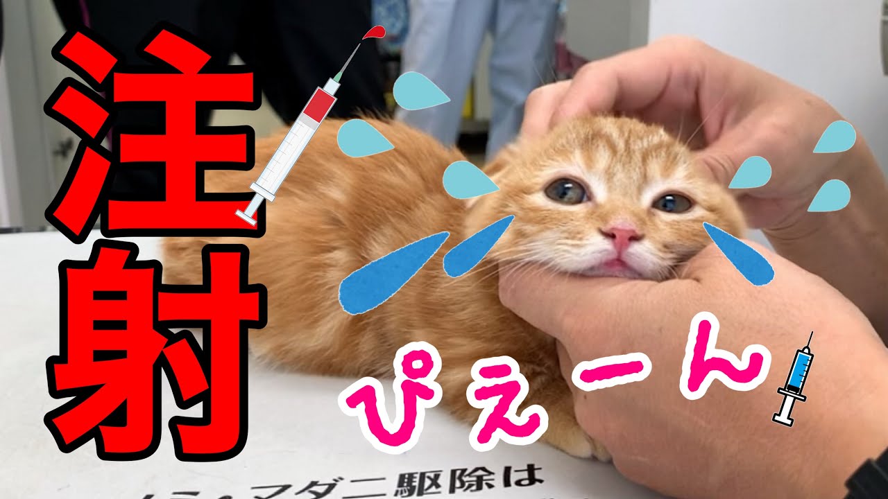 切ない鳴き声、病院へ…ワクチン注射で怖がる子猫の反応が…【短足マンチカン ひな子】