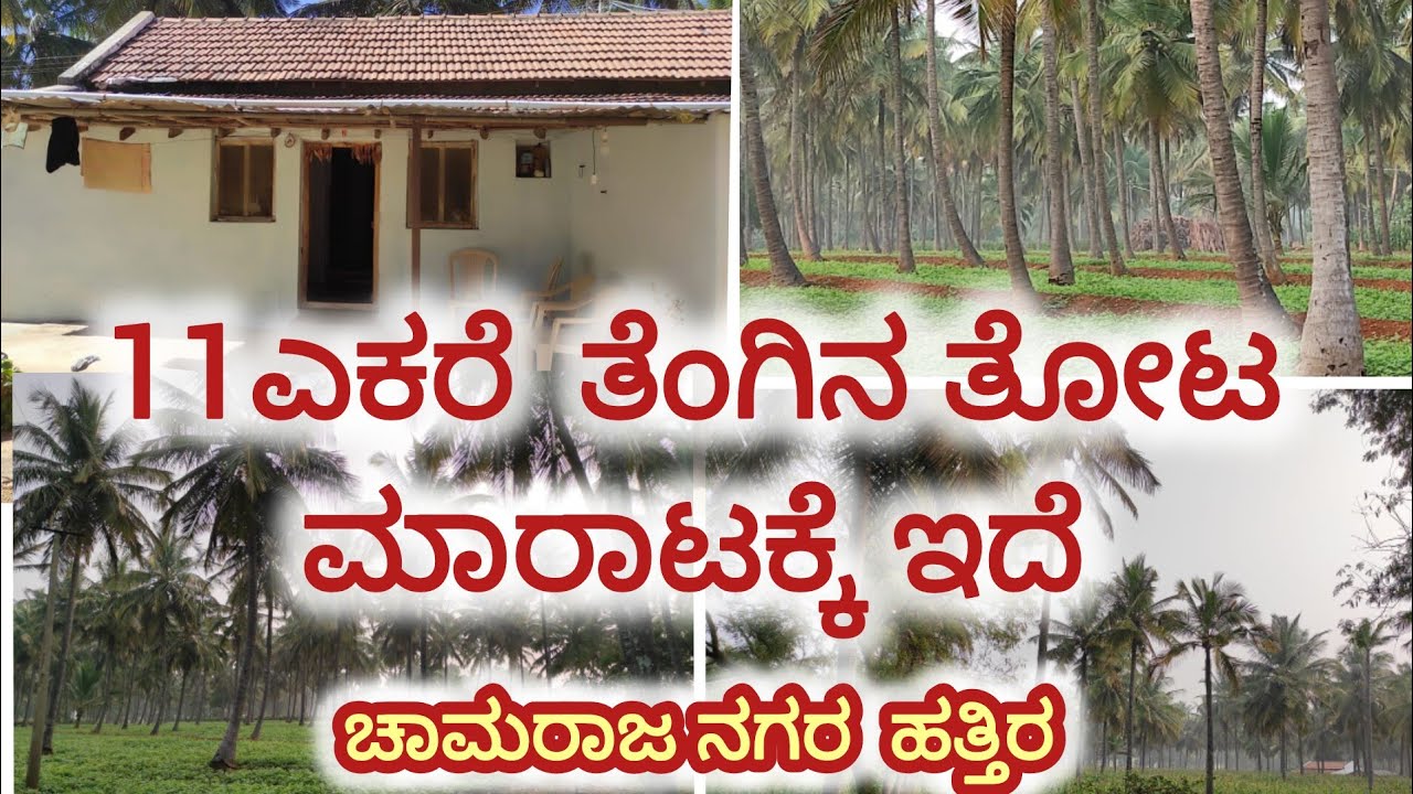 11  ಎಕರೆ ತೆಂಗಿನ ತೋಟ ಮಾರಾಟಕ್ಕೆ ಇದೆ (11 acres Coconut Farm land), Chamarajanagara