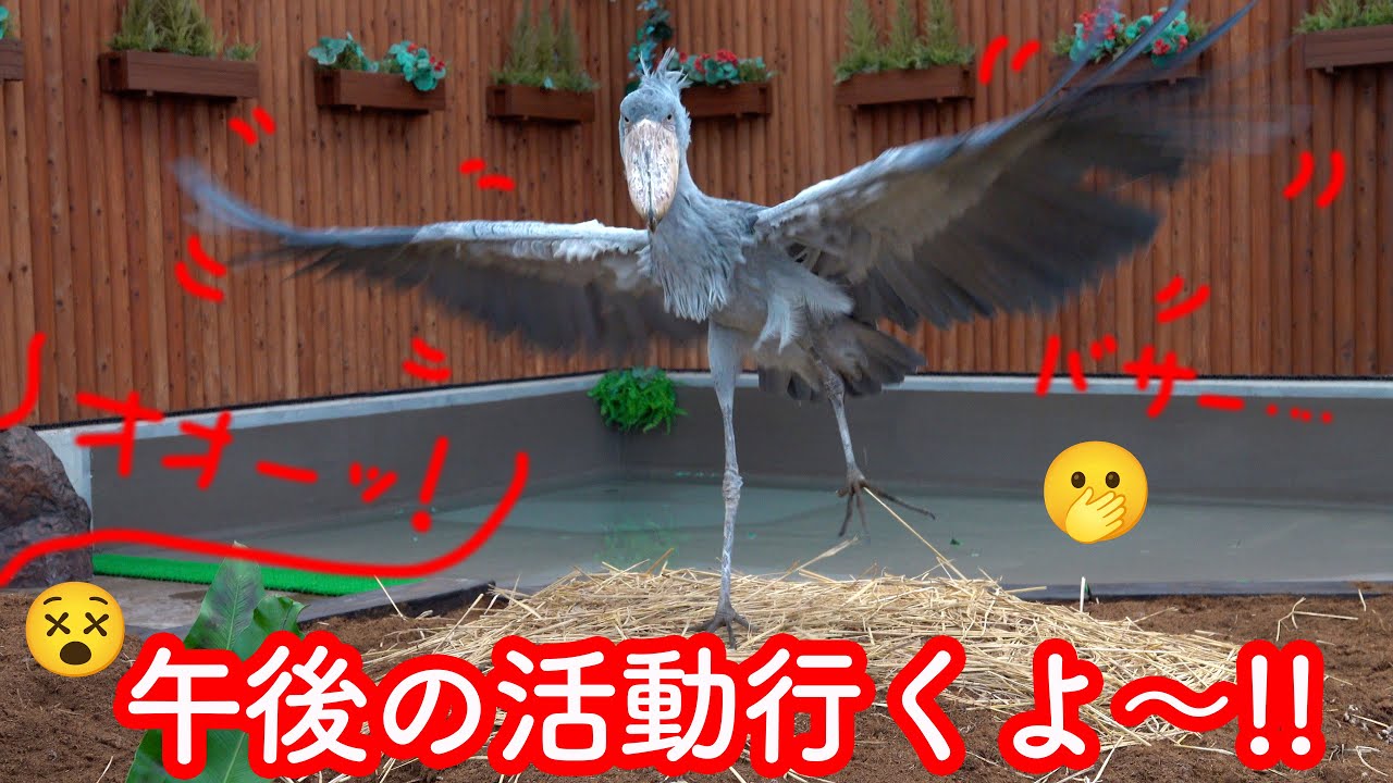 【動きまくるハシビロコウ】ふたばちゃん、午後の活動を開始!【冬のふたば2425-13】Futaba,the Shoebill   winter  2425-13