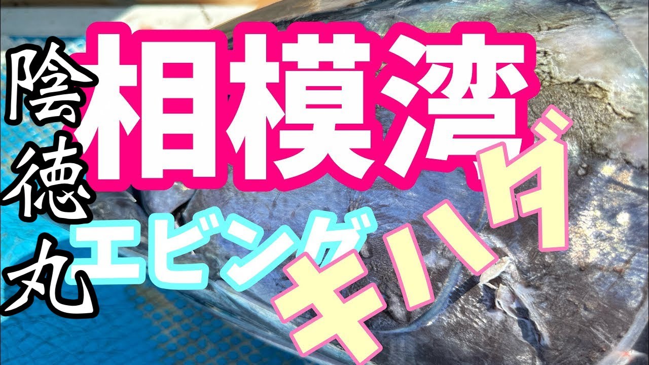 相模湾🏝夏のキハダマグロ🌊コマセ　エビング船【小田原港陰徳丸】 #FishingDreamHappens
