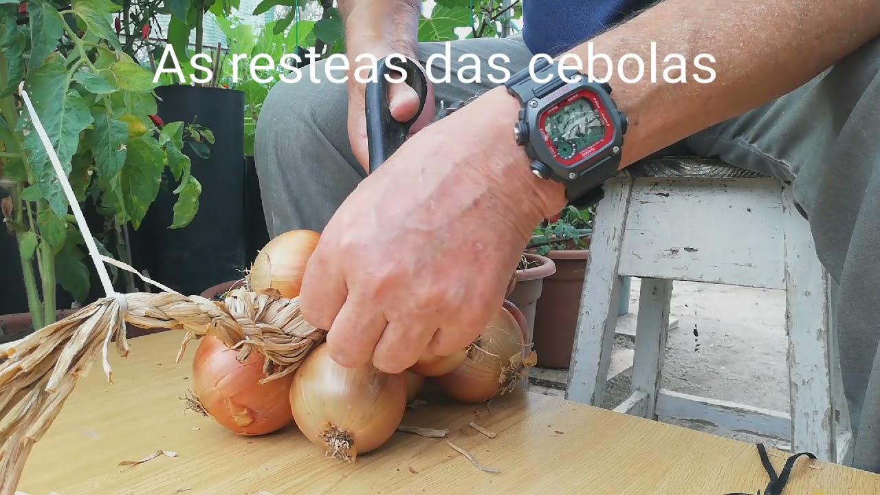 Fazer as resteas das cebolas.