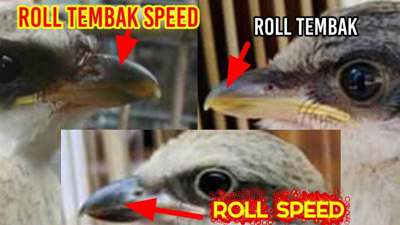 Ciri cendet roll speed tembak