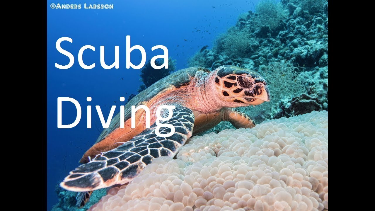 Scuba Diving - Dykning - Red sea Deep South [2017]