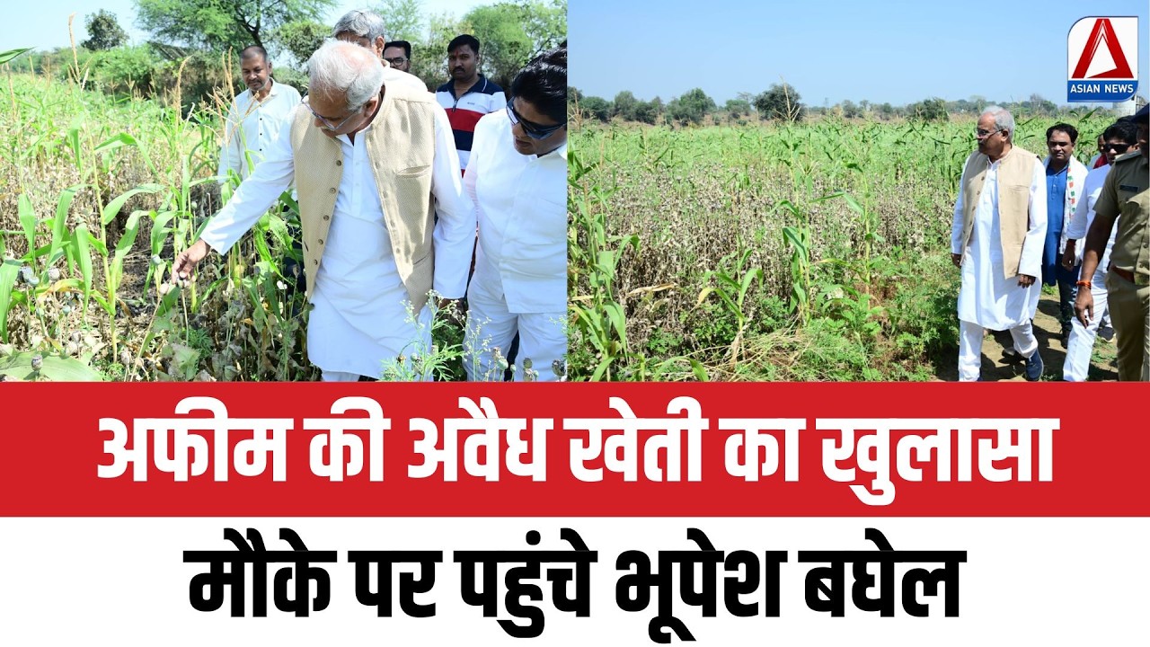 CG Illegal Opium Farming Exposed : अफीम की अवैध खेती का खुलासा, मौके पर पहुंचे भूपेश बघेल