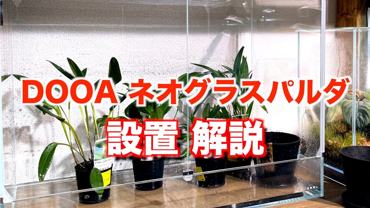 DOOA ネオグラスパルダ60 設置 解説 & 月輪を株分け【パルダリウム・スタジオを作る㉜】