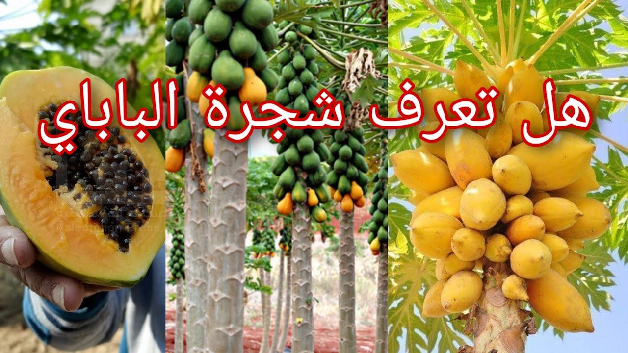 هل تعرف شجرة الباباي ؟ شاهد كيف تجعل شجرة الباباي تثمر وتنمو بشكل سريع جدا _ فاكهة غريبة