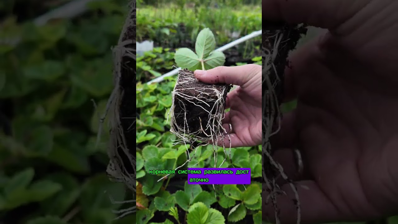 Торф агробалт 70л для клубники